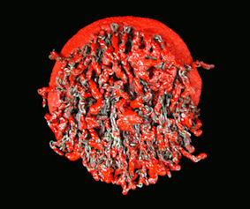 coral red brooch 04-2008-liana pattihis